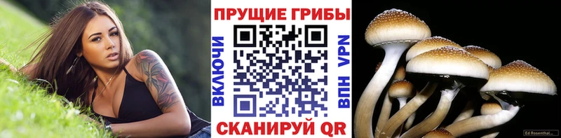 где продают наркотики Юрьев-Польский маркетплейс наркотические препараты Псилоцибиновые грибы MAGIC MUSHROOMS blacksprut ТОР